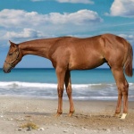 IRONISM (Parker) - out of Vitalism (Owned by Seaside Farm LP)